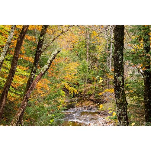 Jones, Allison 아티스트의 USA-Vermont-Stowe-Sterling Valley tributary to Little River in fall foliage작품입니다.